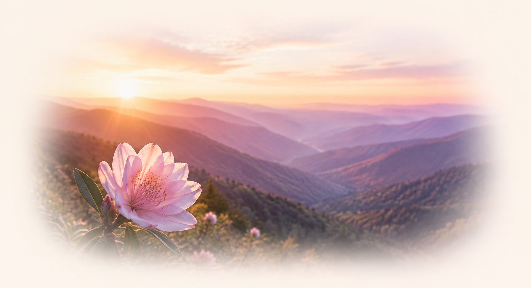 Pink flower overlooking the mountains of West Virginia at sunrise
